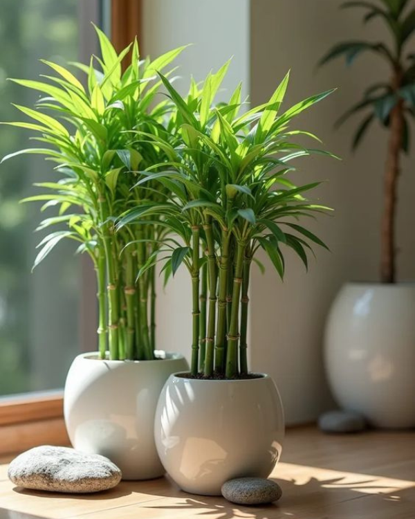 Decorative Plants