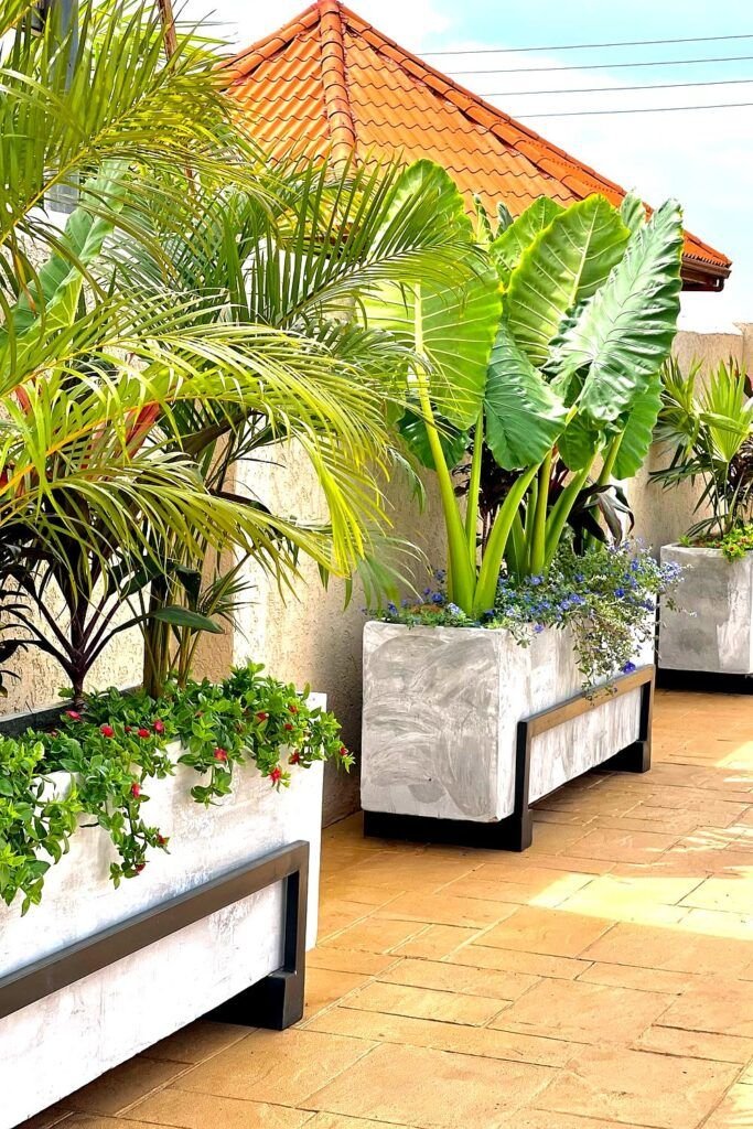 Sprouting plant in soil